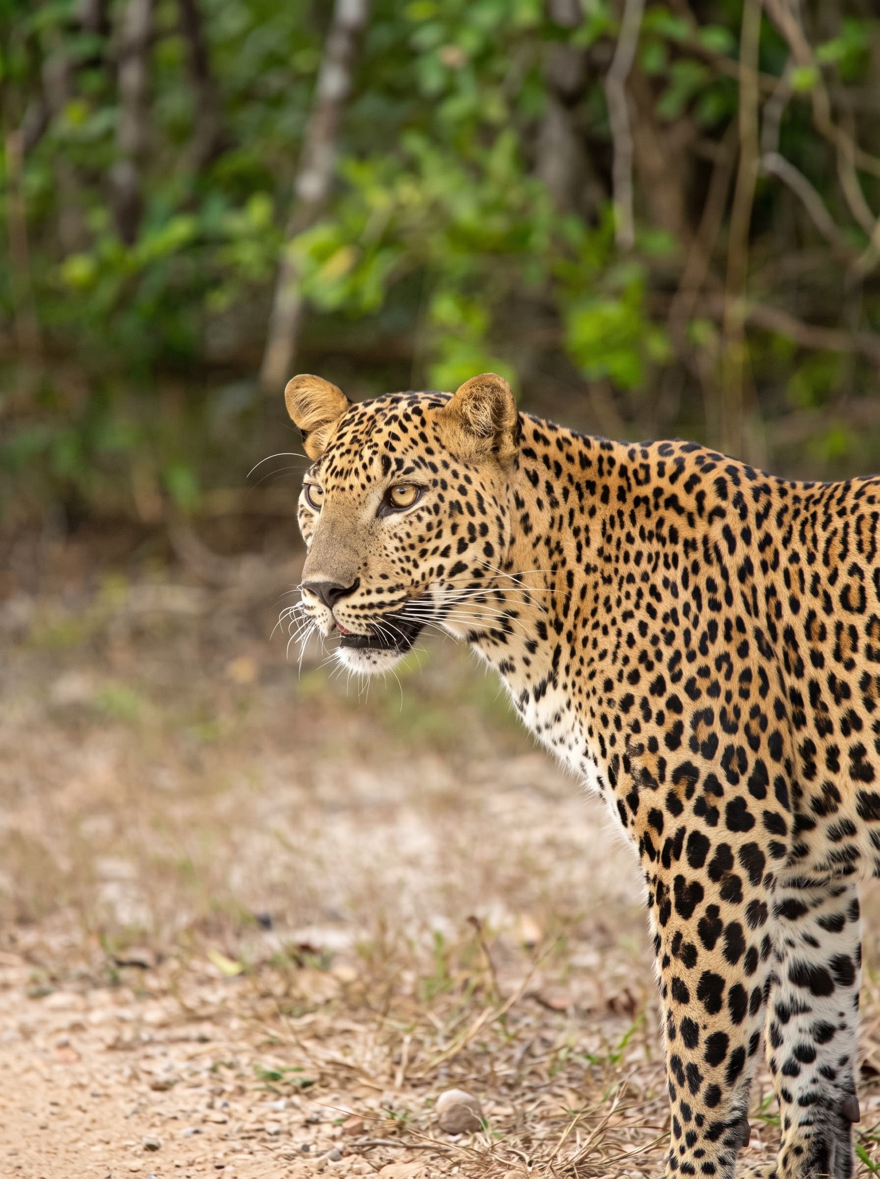 Yala safari from Mirissa